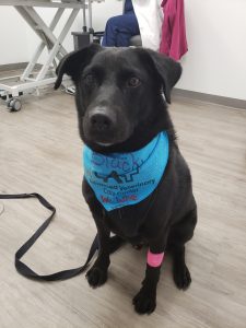 dog on his last day of chemotherapy for canine lymphoma