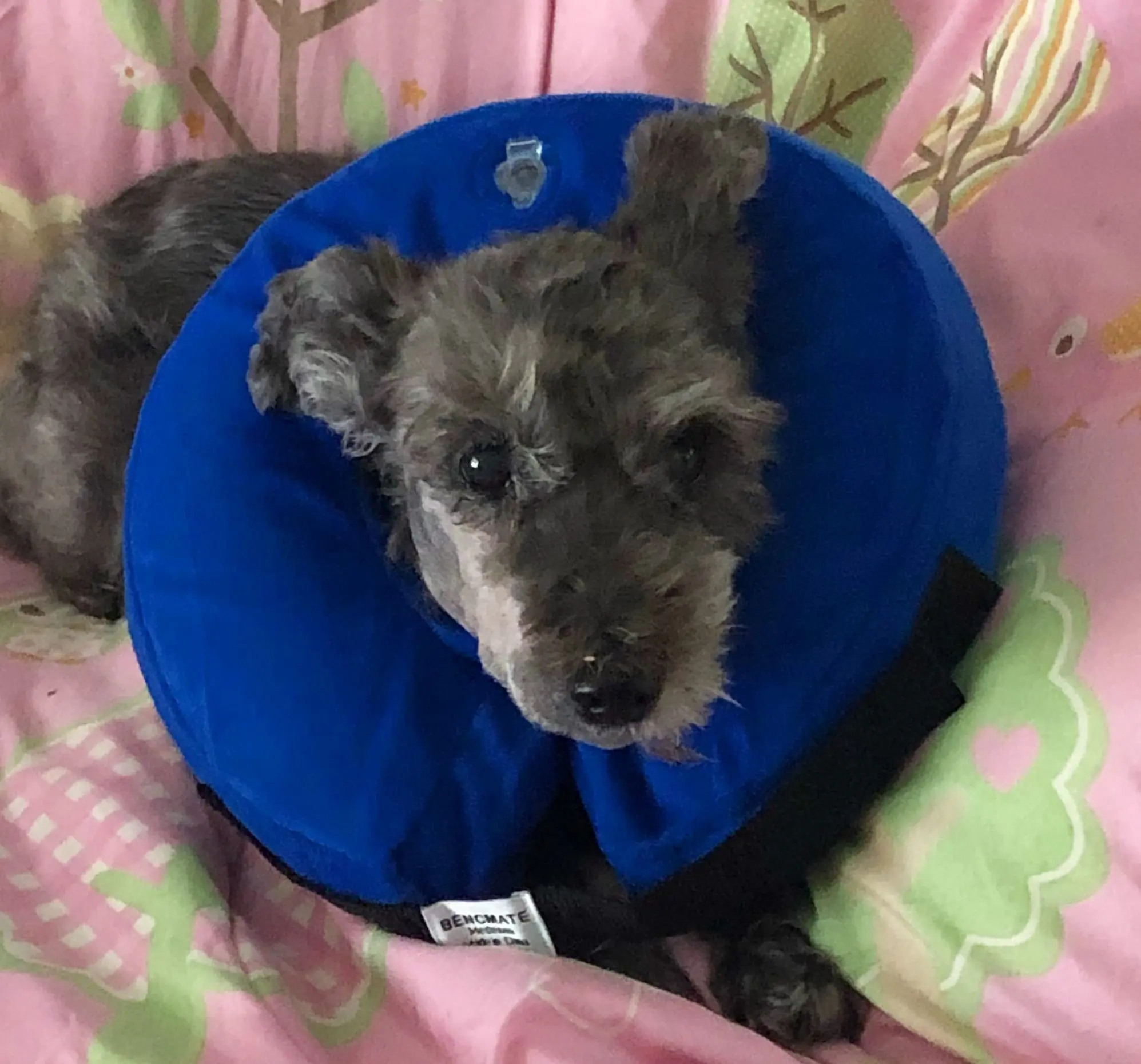 South FL Dog Has Reconstructive Surgery After Oral Cancer Diagnosis