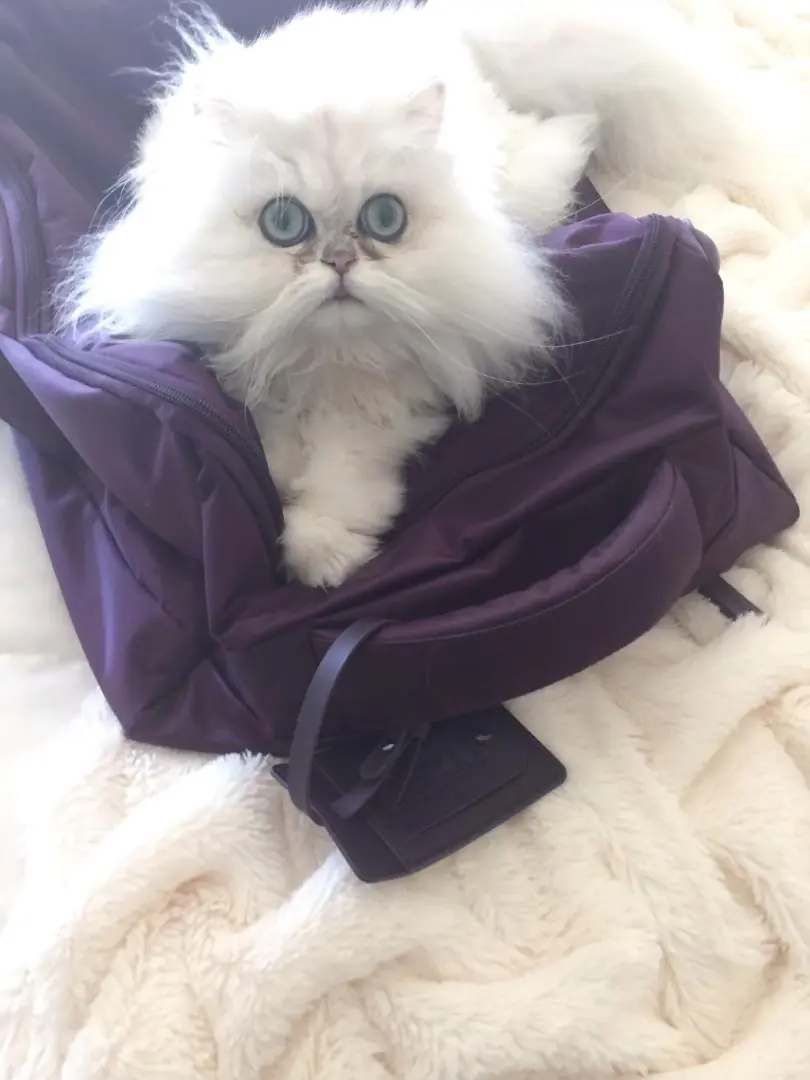 Pet Mom Saves Her Cat and Thousands of Dollars in Medical Bills