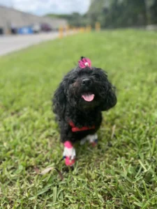 Shih Tzu in grass