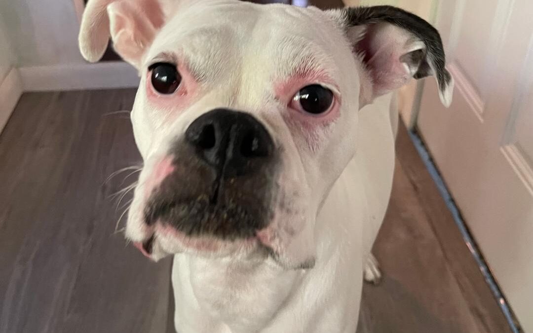 Boxer Dog Rushed to AVCC with Near Fatal Reproductive Disease