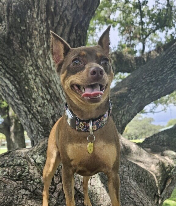 AVCC’s 24-Hour Team of Expert Veterinarians Help a Miniature Pinscher Puppy in Gastrointestinal Distress