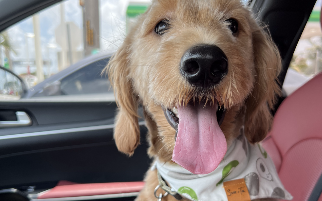 Common Parasite Leads to Seizure For A Mini Golden Doodle