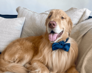 Heatstroke Leads to Near Fatal 109° Fever For Golden Retriever