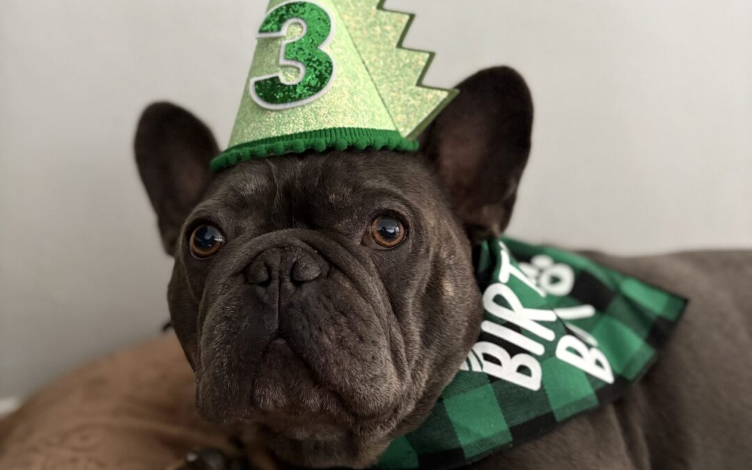 Life-Changing Surgery Transforms Pup’s Health