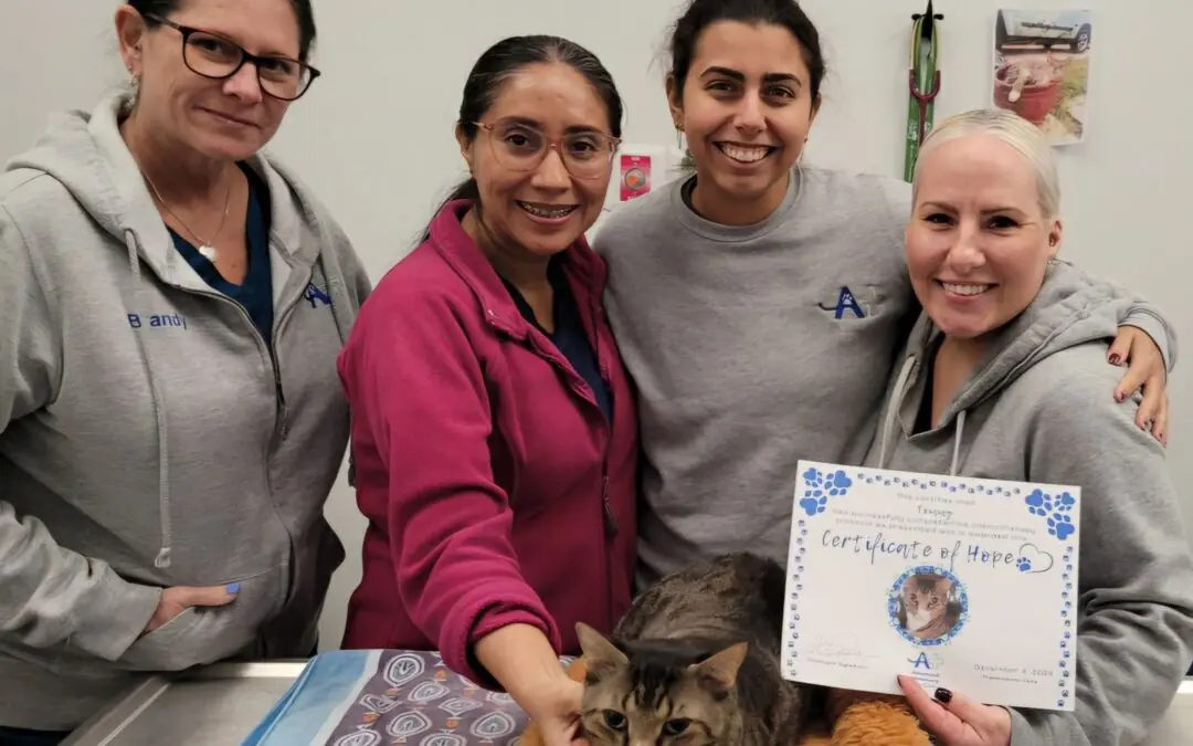 Kitty in Critical Condition Makes Incredible Recovery at The Cancer Center at AVCC