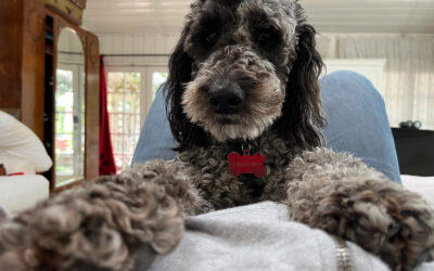 Goldendoodle Fights for His Life After Rat Poison Exposure