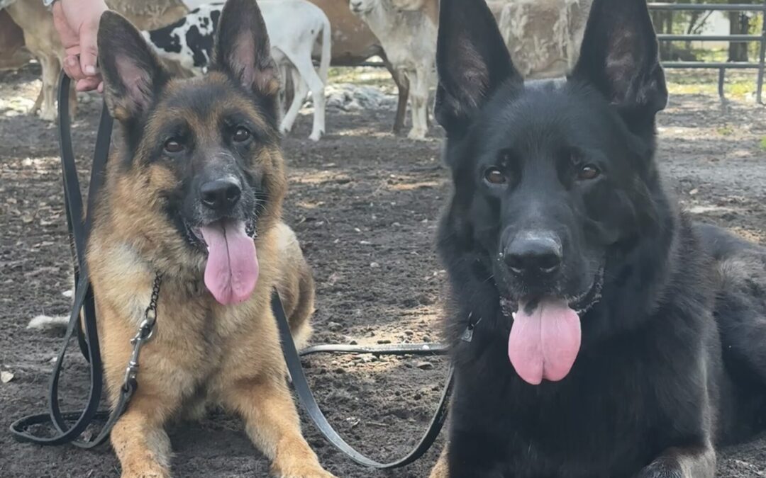 One Family – Four Unexpected Veterinary Emergencies