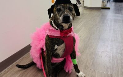 How One Family Received the Gold Standard of Veterinary Care and Saved Over $17,000