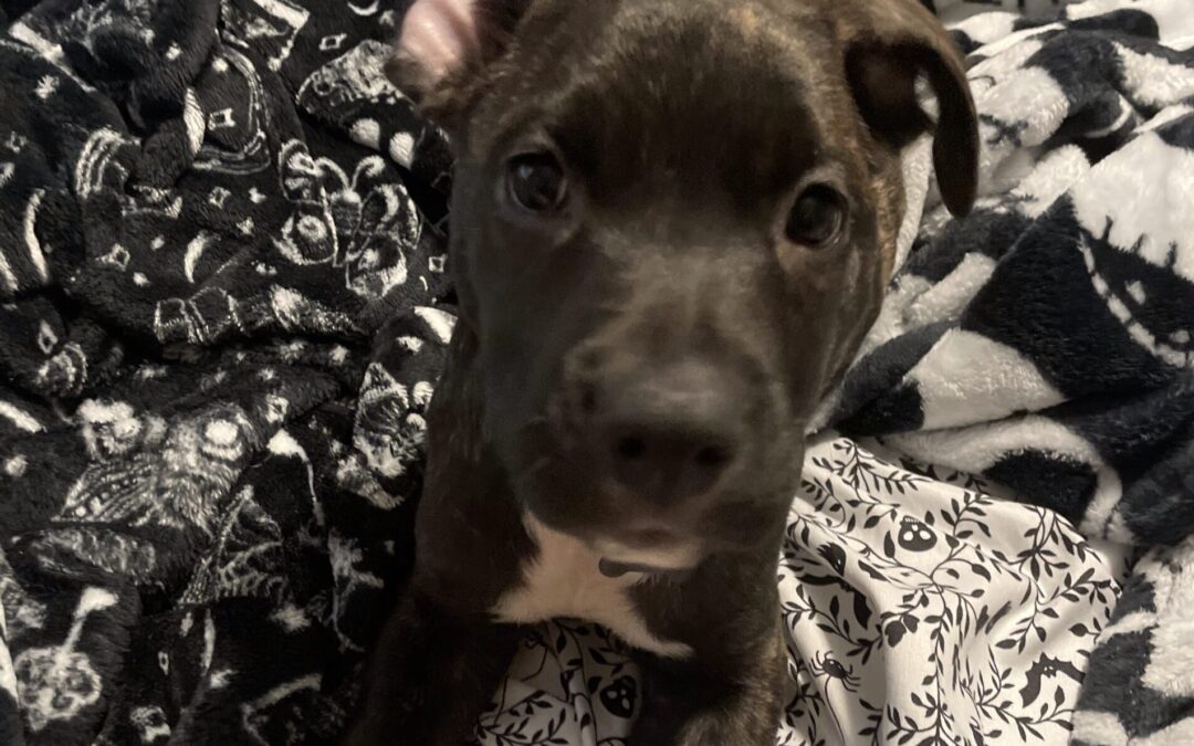 Life-Threatening Bacterial Infection Leads to Hospitalization for South Florida Dog