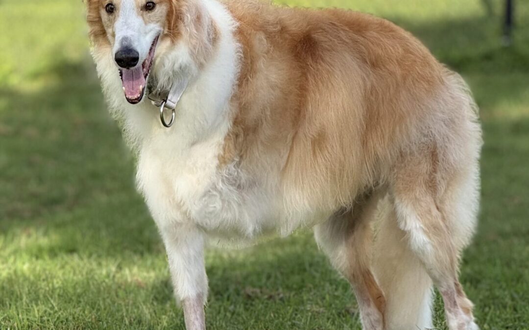 Champion Dog Undergoes Groundbreaking Cancer Treatment at AVCC