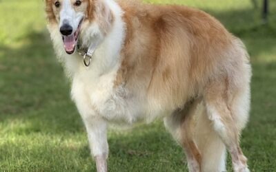 Champion Dog Undergoes Groundbreaking Cancer Treatment at AVCC