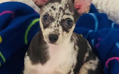 Puppy’s Devastating Fall Leads to a Remarkable Recovery