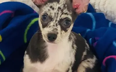 Puppy’s Devastating Fall Leads to a Remarkable Recovery