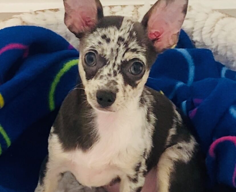 Puppy’s Devastating Fall Leads to a Remarkable Recovery