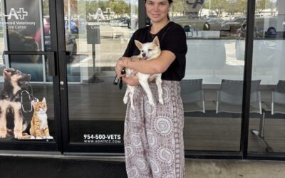 Dog With Post-Op Emergency is Rushed to Advanced Veterinary Care Center