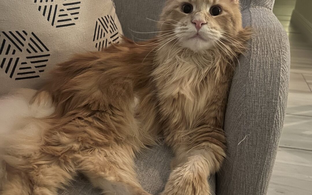 Intestinal Blockage Leads to Surgery for Cat